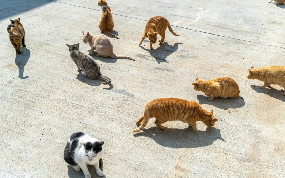 Ley de Bienestar Animal para Ayuntamientos