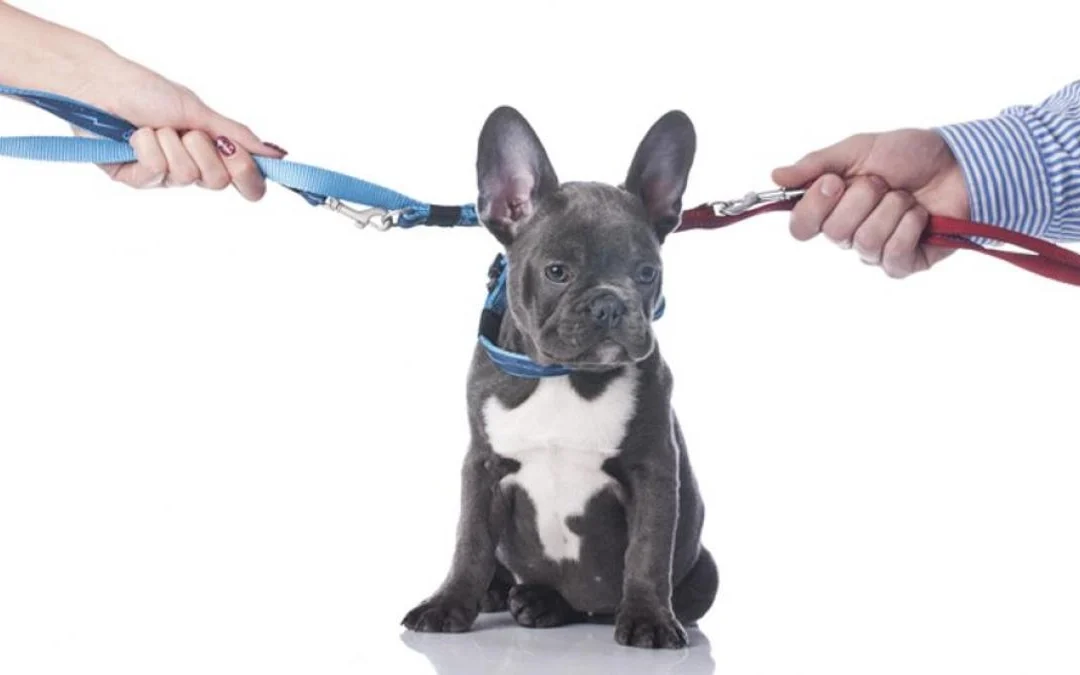 [Guía 2025] Quién se Queda con la Mascota en un Divorcio o Herencia en Cataluña