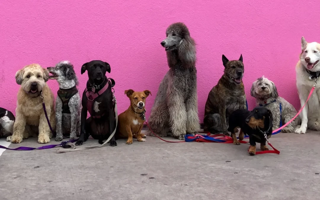 Requisitos para un núcleo zoológico en Cataluña